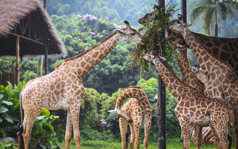 綠山野生動物園