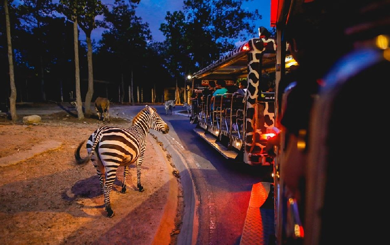 清邁夜間野生動物園
